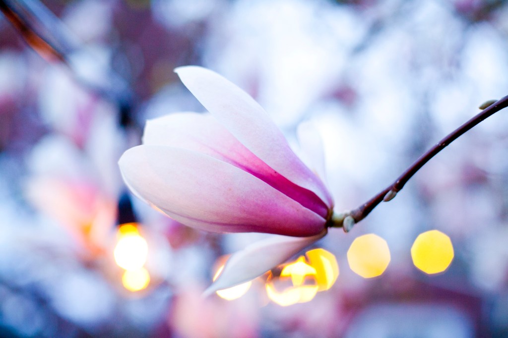 Cancer & petticoats, climbing in through the attic&nbsp;window.